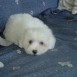 Syla Coton de Tulear